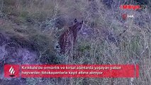 Yaban hayvanları fotokapanla görüntülendi