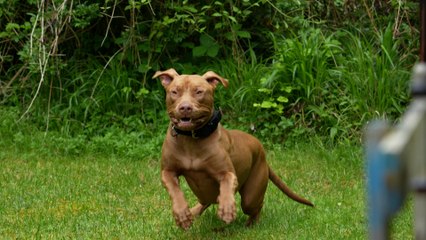 Les Crazy dogs, le refuge qui aime les chiens « méchants » laissés-pour-compte