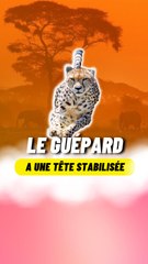 Chose que tu ne savais pas sur le Guépard