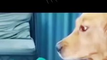 Funny dogs