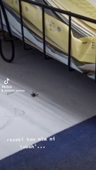 The moment spider attack a dizzy fly