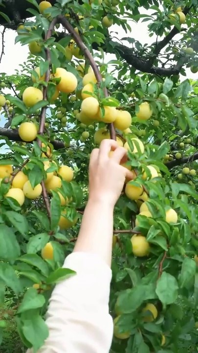 Beautiful Nature with Rural Life (P116) - Summer delicious fruit