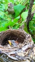 Télécharger la video: sarang burung di alam liar #birdeating #birds #burungcantik #nature #burung