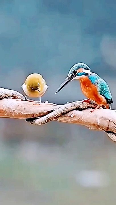 mencuri makanan dari burung lain #birdeating #birds #burungcantik #nature