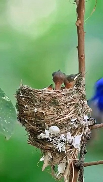 burung cantik di alam liar #birds #burungcantik #birdeating #burung #birdfeeding #burunghias