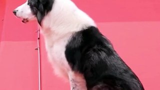 Festival de Cannes 2024: Messi, le chien d'Anatomie d'une chute, était sur le tapis rouge