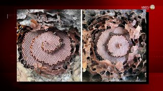 Construyen dos santuarios de abejas meliponas en Jalisco