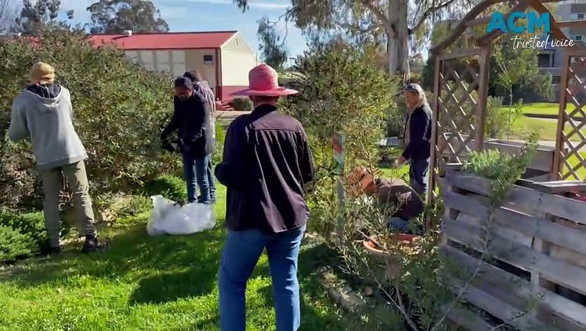 Volunteers at Charles Sturt University were doing good deeds to save the bees. May 20, 2024.