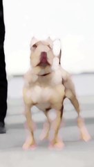 Bulldog |Dogs | |Dog |