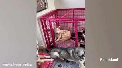 Get a Husky they said, It will be fun Funniest Husky Video
