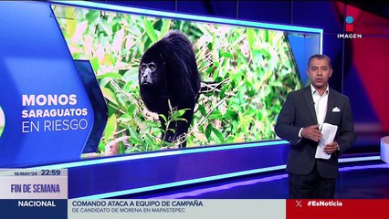 Ola de calor provoca la muerte de monos aulladores en Tabasco
