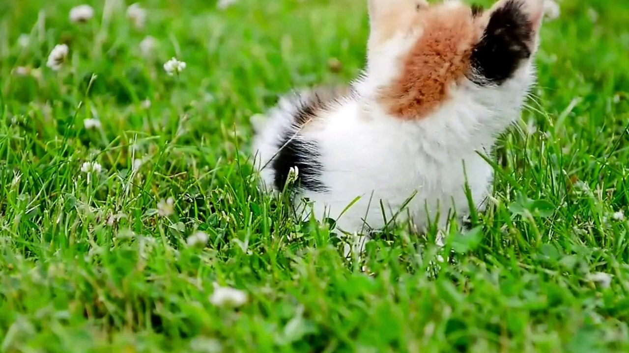 The sound of cats and kittens meowing