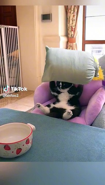 Kucing