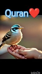 Quran Urdu translation #quran #surahzumar #nature #allahﷻ #quranrecitation