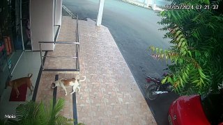 Dois cachorros são flagrados roubando tapete na frente de loja em Reriutaba