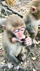 Baby monkey enjoying cherry