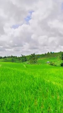 LES PLUS VASTES rizières de Bali