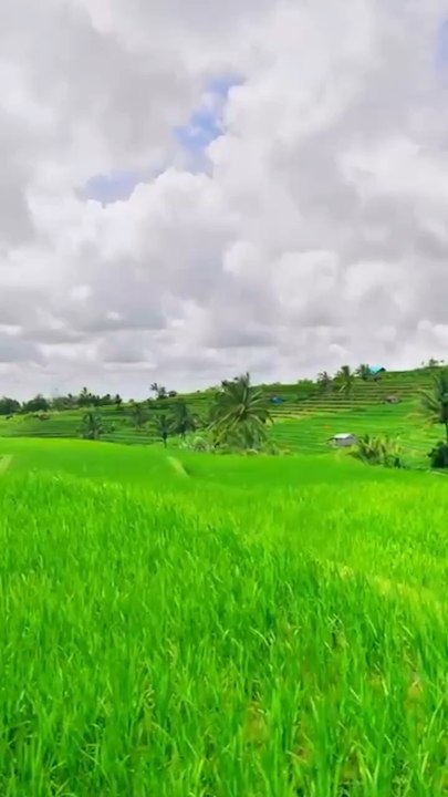 LES PLUS VASTES rizières de Bali