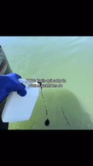 Paris se prépare pour les J.O. en colorant l'eau de la Seine. J'imagine qu'ils vont dire que ce colorant n'est pas nuisible pour l'environnement...