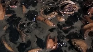 Squid Adobo
