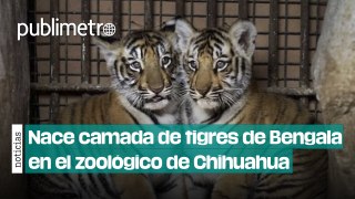 Nace camada de tigres de Bengala en el zoológico de Chihuahua