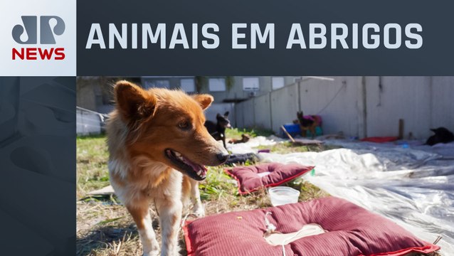Avião da FAB leva 20 toneladas de ração a pets resgatados no Rio Grande do Sul