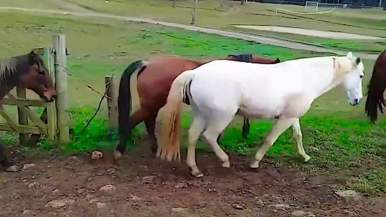 Facts about Farm Animals - Natural Sound of Animals - Farm Animal