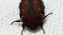 BEETLE 
