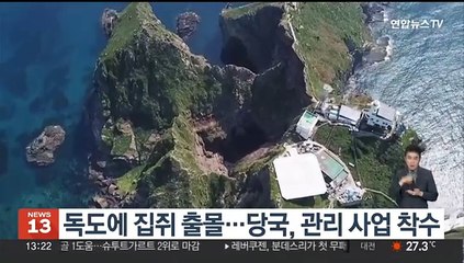 독도에 집쥐 출몰…당국, 관리 사업 착수
