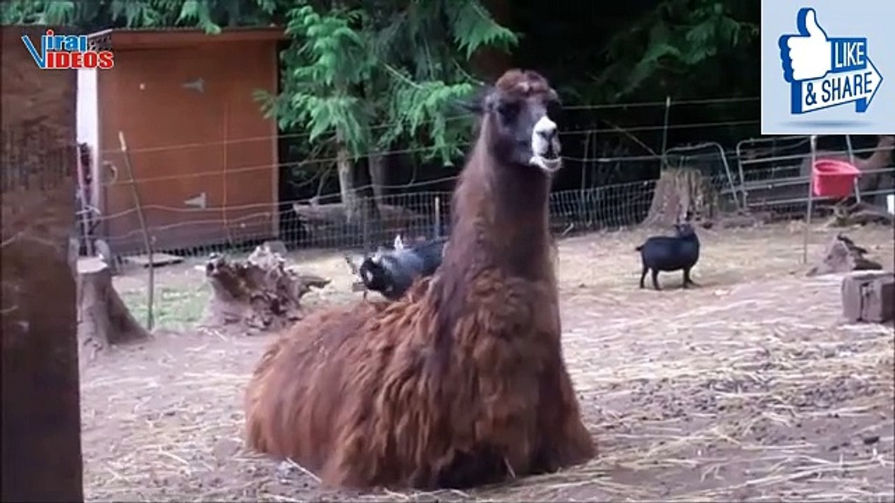 Baby Goats Jumping on Trampoline | Nature is Amazing