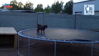 Baby goat jumping on trampoline video
