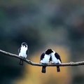 (funny animals) #everything has a spirit #lighthearted #funny animals #cures all kinds of unhappiness #birds #cures unhappiness