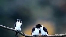 (funny animals) #everything has a spirit #lighthearted #funny animals #cures all kinds of unhappiness #birds #cures unhappiness