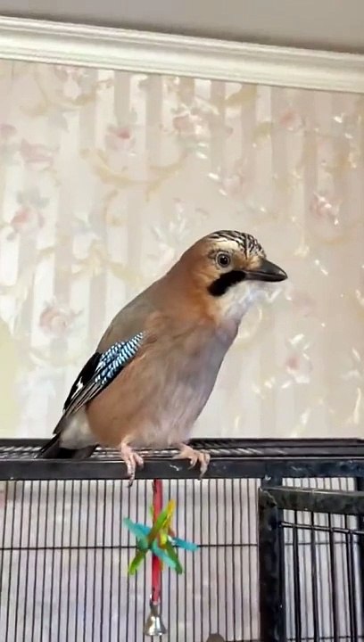 (funny animals)#everything has a spirit #harmony between man and nature #birds in real life #birds #have some fun in life #healing