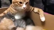 (funny animals) #everything has a spirit #cat confusing behavior ##mom cat and baby cat #cute cat