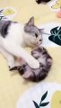 (funny animals) #kittens growing up #kittens #mother's love is selfless #cute cats