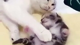 (funny animals) #kittens growing up #kittens #mother's love is selfless #cute cats