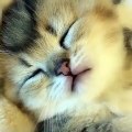 (funny animals) #kitten's growing up diary #kitten's growing up diary #kitten's growing up diary #such an adorable kitten #so adorable that it explodes #kitten #adorable