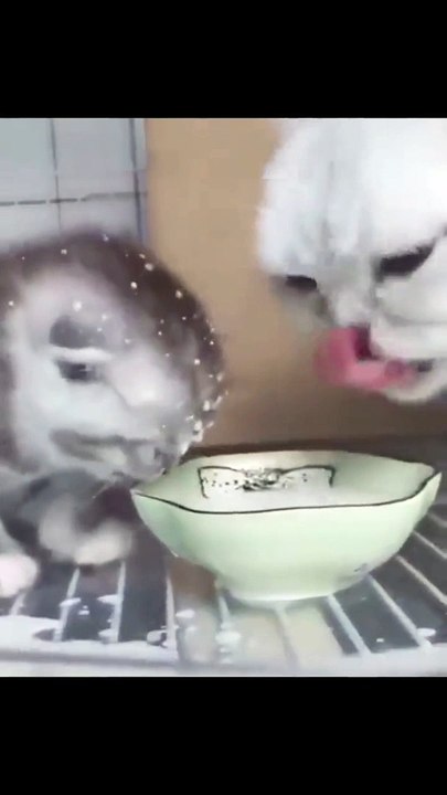 (funny animals) #kittens #meow #family cute #cures all kinds of unhappiness #funny animals #confusing behavior of animals #cures unhappiness