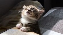 (funny animals) #kitten's growing up diary #family #healing cats #kitten #kitten It's so sleepy!
