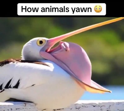 Animals Yawn