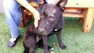 Old film❤️Fiona 2 yr old A590233 Getting Nice Body Rub from my Wife the Meet & Greet Yard at Pima Animal Care Center❤️4000 N. Silverbell Tucson AZ on 4-8-2017Rescued by HSSAZ8-9-2017