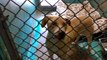 Old film❤️Liz 3y Pet Id 840131 Yellow Lab Retriever either Learning at Canine College kennel 34 Humane Society of Southern Arizona❤️3450 N. Kelvin Tucson Arizona 4-9-2017Adopted12-4-2017