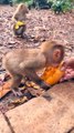 Baby Monkey 1,Baby Monkey Shorts, Shorts Video,, Animal Planet#Animalsvideo#Viralvideo#Trendinhvideo