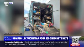 À St-Malo, plus de 150 chiens et chats retrouvés entassés dans un camion