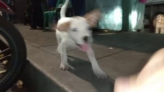 Orphan Puppy POWERED by Vendor.  street dog  puppy videos dog videos
