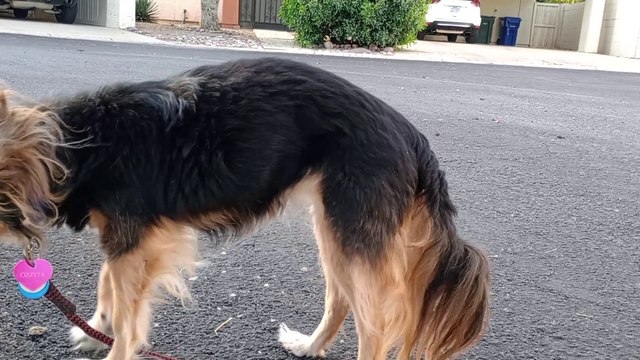 Ozzyta faced no pressures today. Did her business on walk. Think she likes chewed up hot dog best VID_20240516_182816486