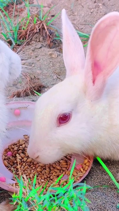 Cute animals