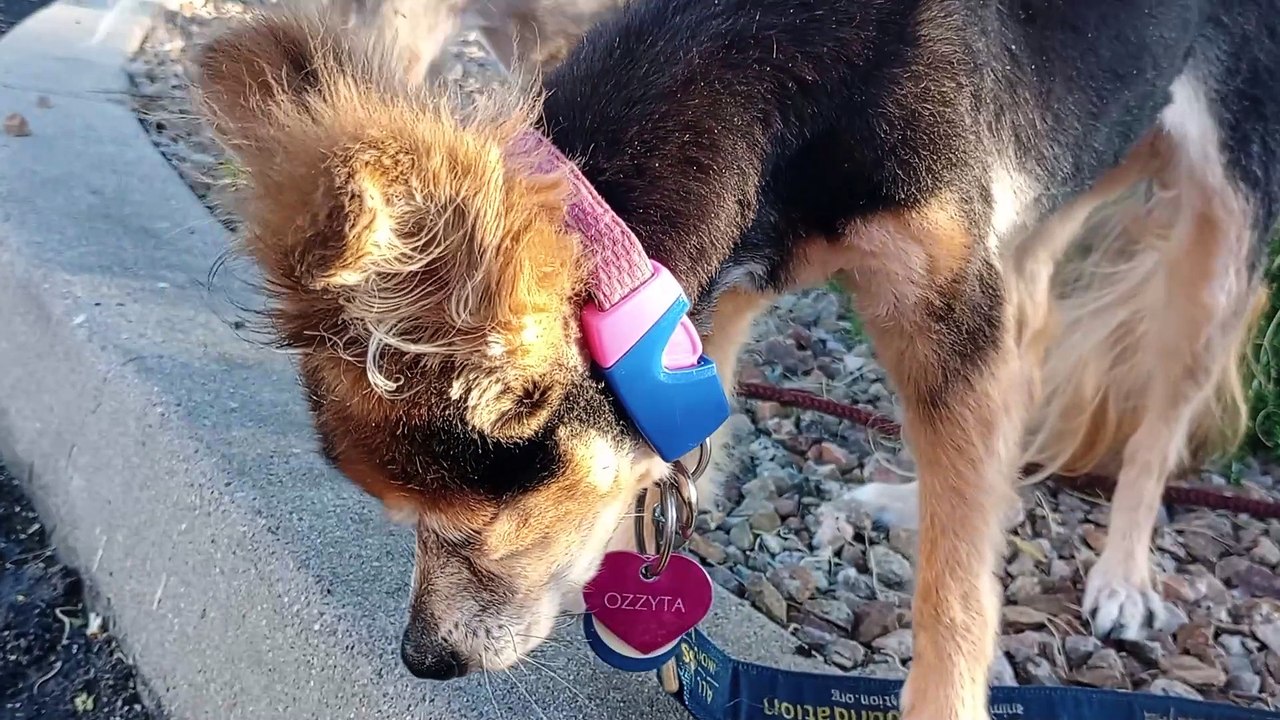 Ozzyta Villanova; Ozzyta sees lady cross road, pressure she felt is beyond threshold so she barks VID_20240518_181220511