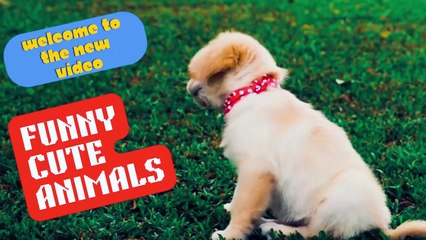 Funny And Cute Animals !!!!! Try To Stop Laughing (I am challenging You)